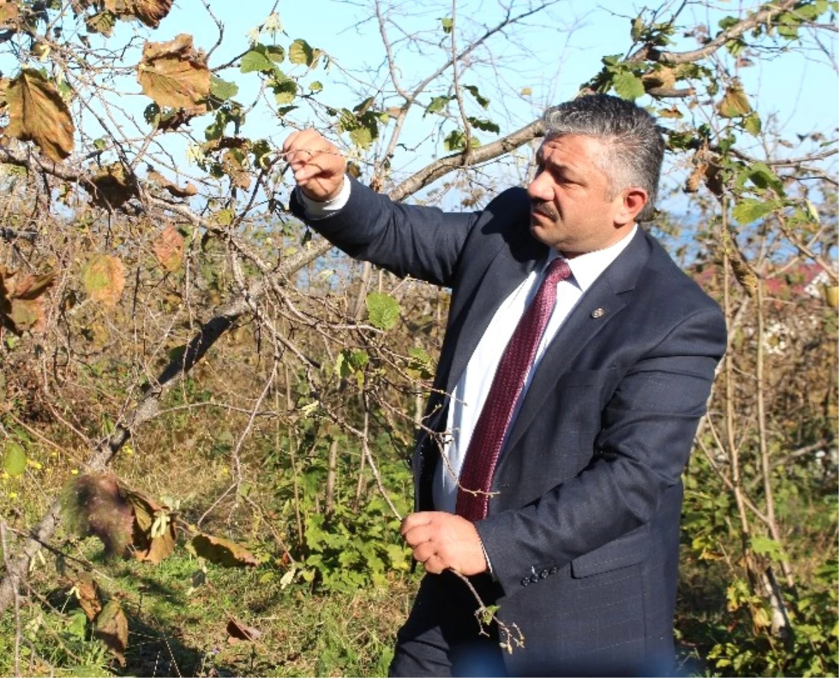 Karadenizli Çiftçilere "Zirai Don" Uyarısı