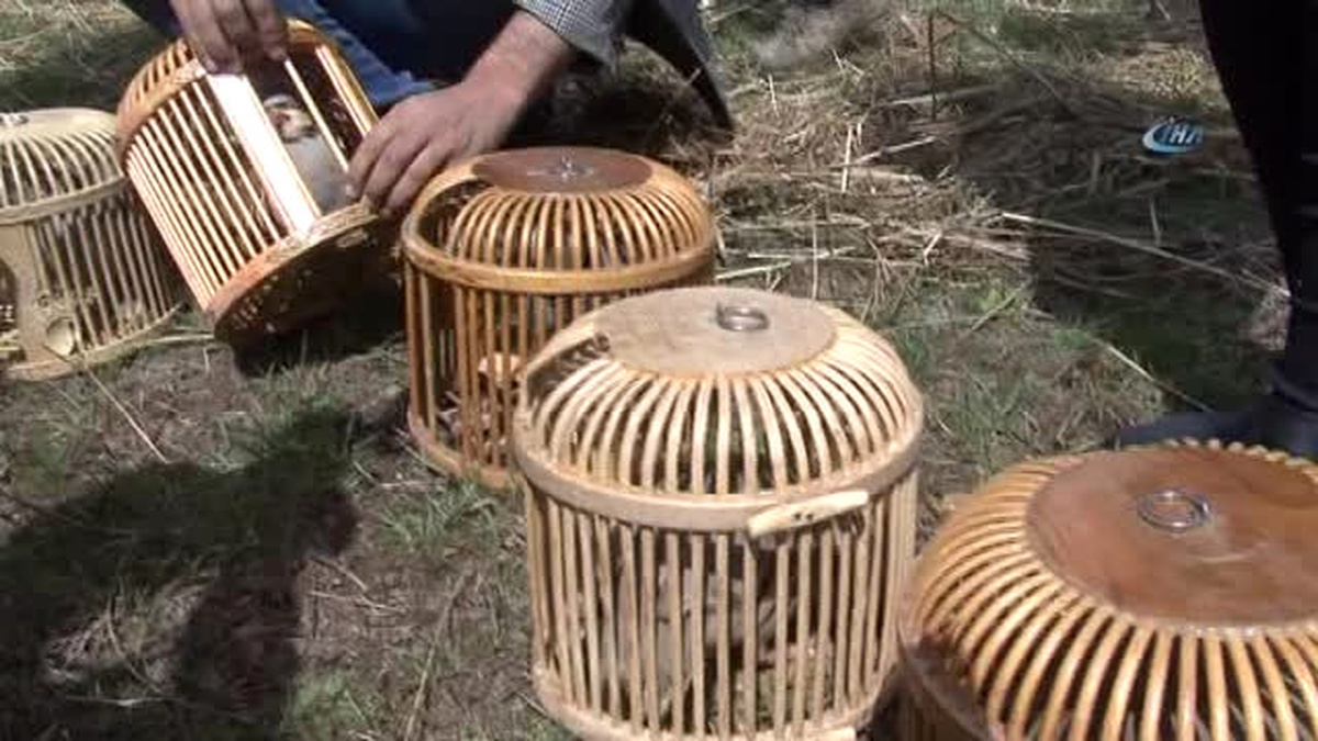 Otomobilde Bulunan Kınalı Keklikler Koruma Altına Alındı