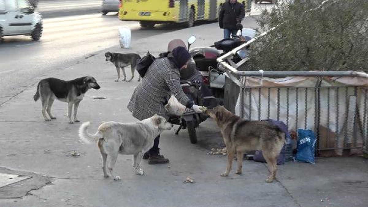 Sokak Köpeklerine Poşetlerle Yiyecek Taşıyan Kadının Sitemi 2