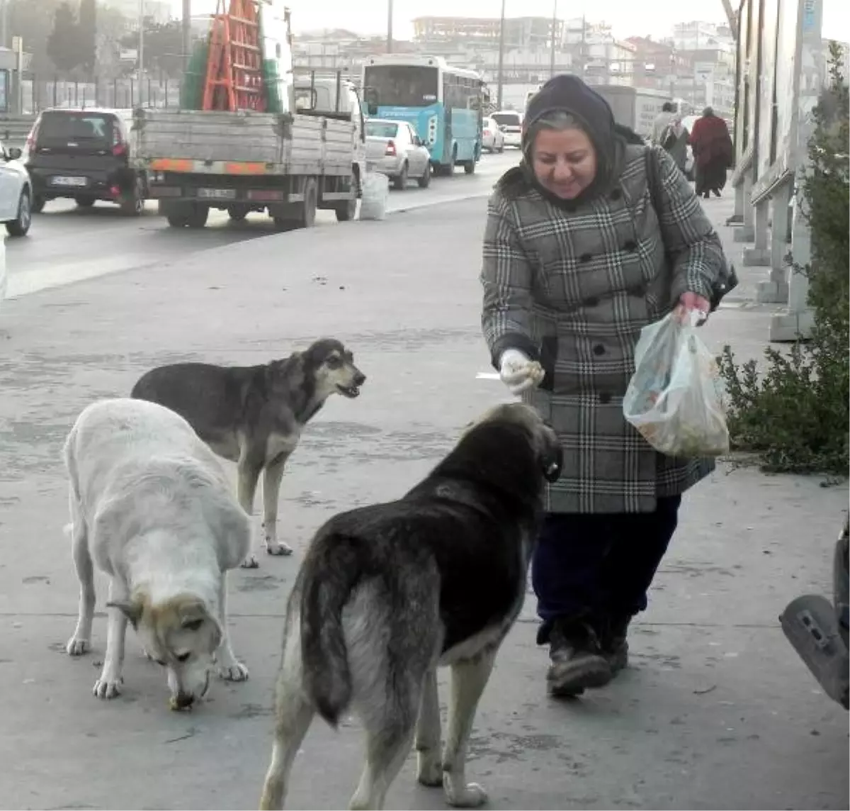 Sokak Köpeklerine Poşetlerle Yiyecek Taşıyan Kadının Sitemi 2