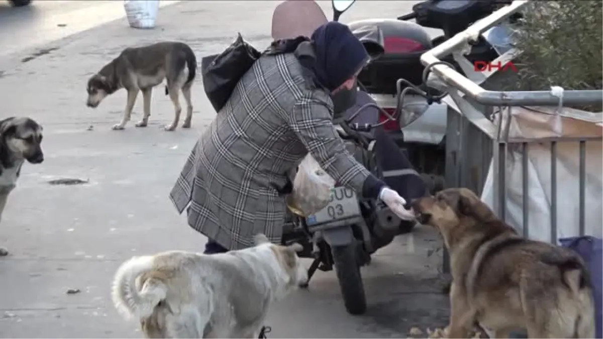 Sokak Köpeklerine Poşetlerle Yiyecek Taşıyan Kadının Sitemi