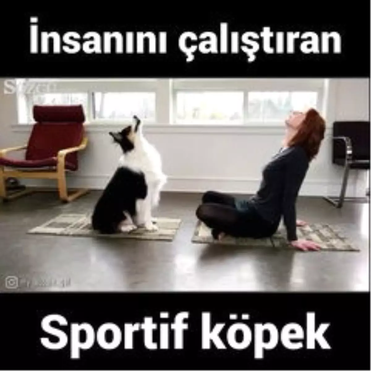 Sportif Köpek Sahibini Çalıştırıyor...