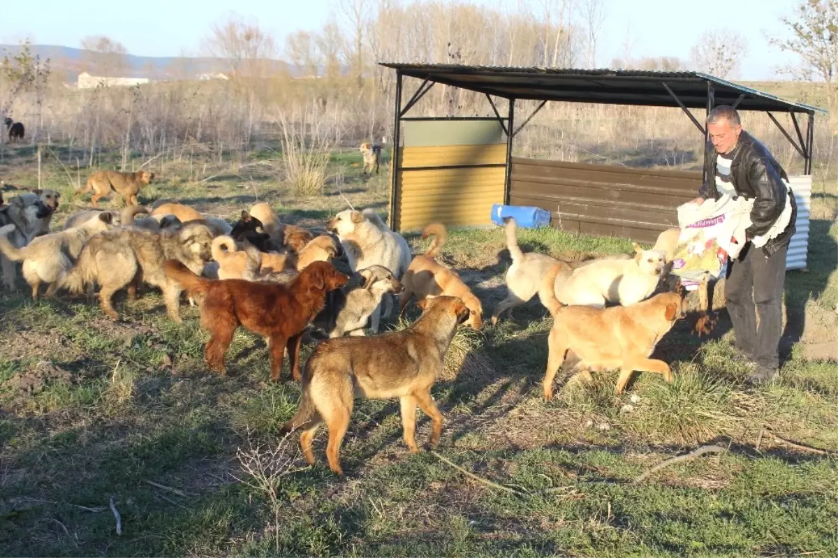 3 Bin Sokak Köpeğine Bakıyor