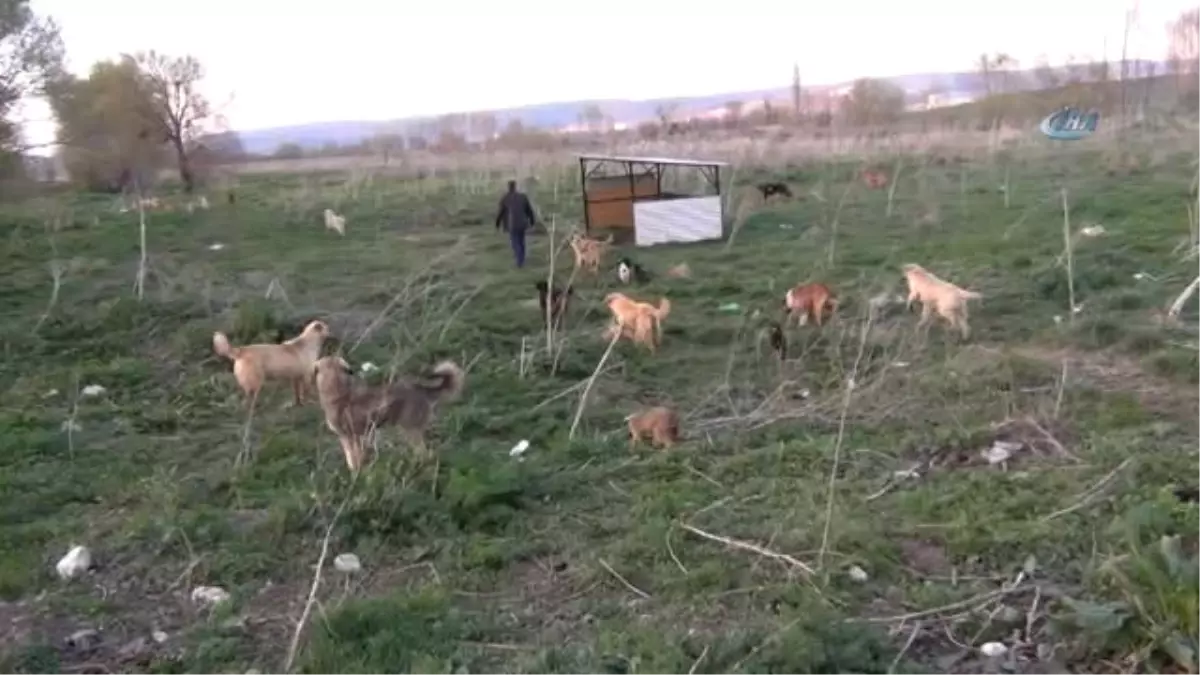 3 Bin Sokak Köpeğine Bakıyor