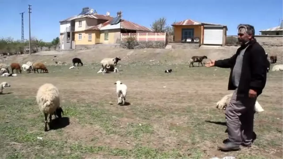 Ağıllara Giren Kurtlar, Yaklaşık 160 Küçükbaş Hayvanı Telef Etti