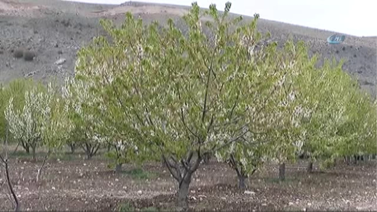 Ani Hava Değişiklikleri Çiftçileri Strese Soktu