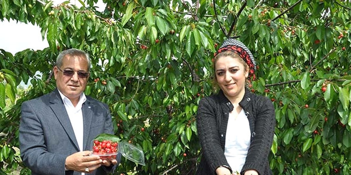 Çukurova\'da Açık Alanda Kiraz Hasadı Başladı