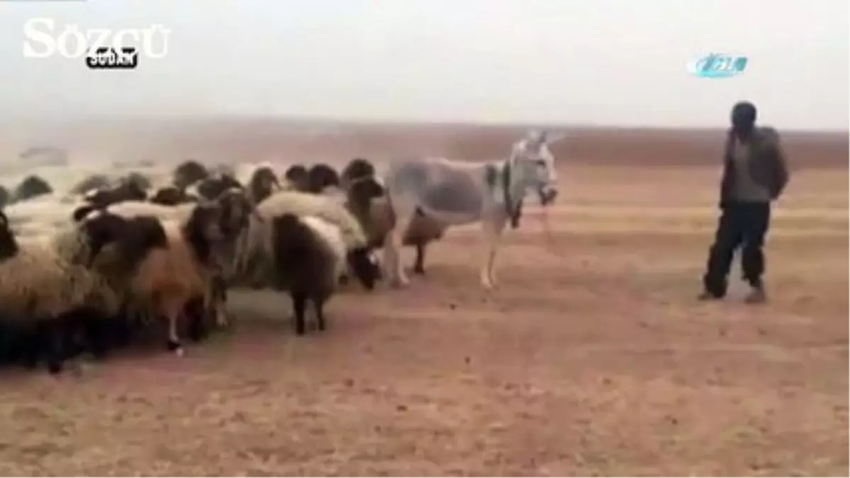 İşte Dünyanın En İtaatkar Ordusu