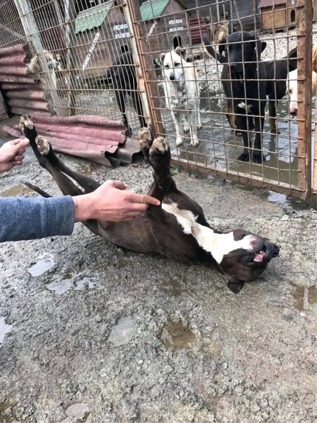 Köpek Barınağına Konulan Pitbull Ölü Bulundu