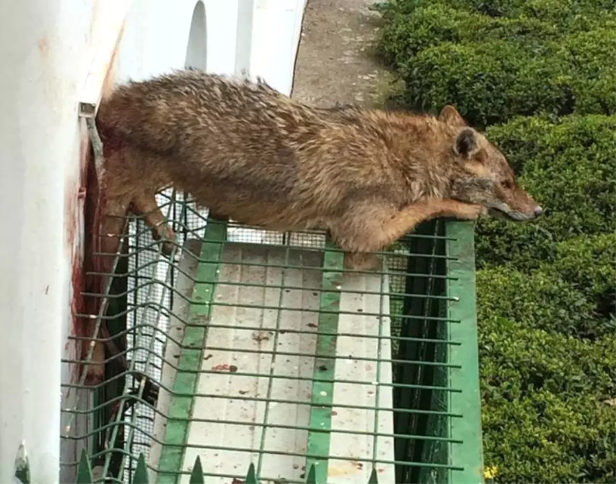 Köpeklerden Kaçan Çakal Korkuluğa Sıkıştı