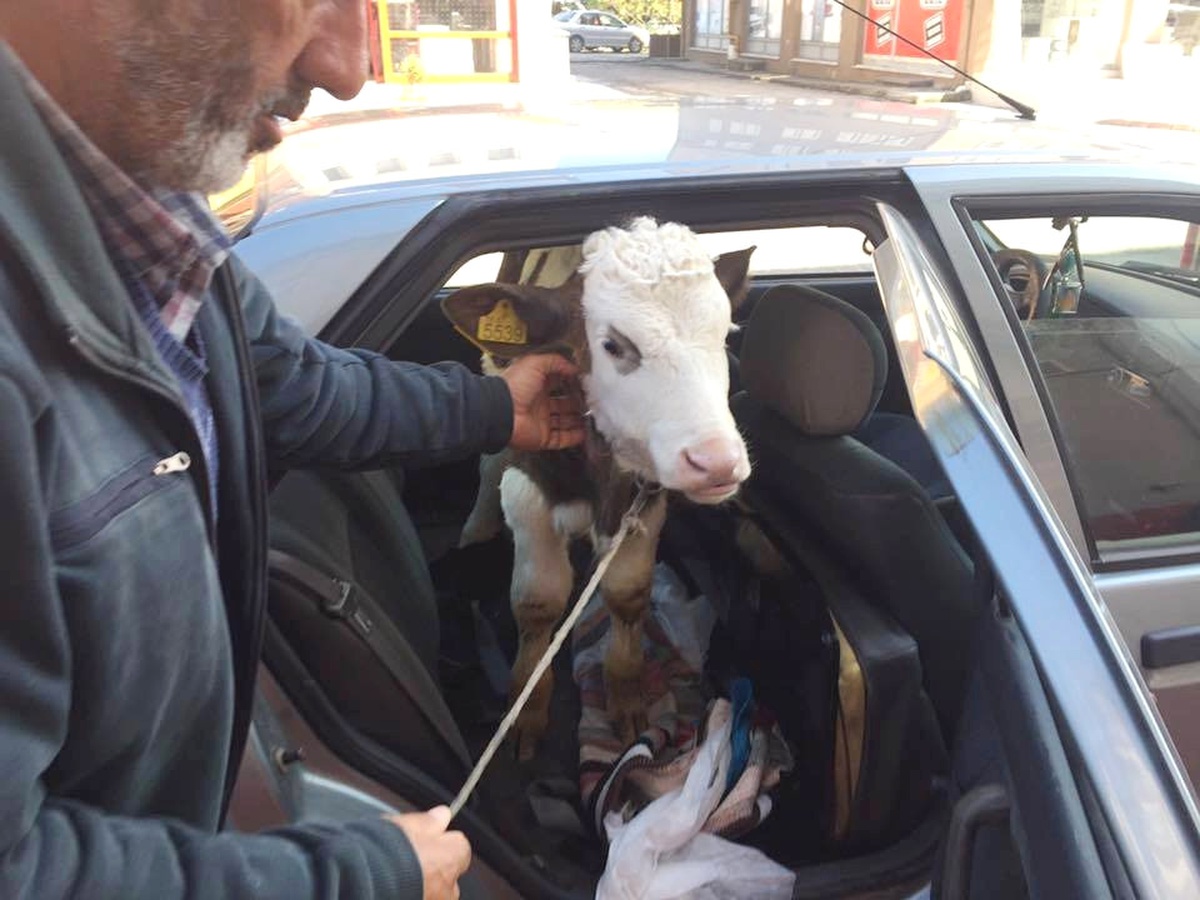Rahatsızlanan Buzağıyı Veterinere Otomobilinin Arka Koltuğunda Götürdü