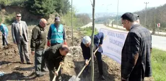 Yalova'da Hükümlüler Bin 260 Fidan Dikti