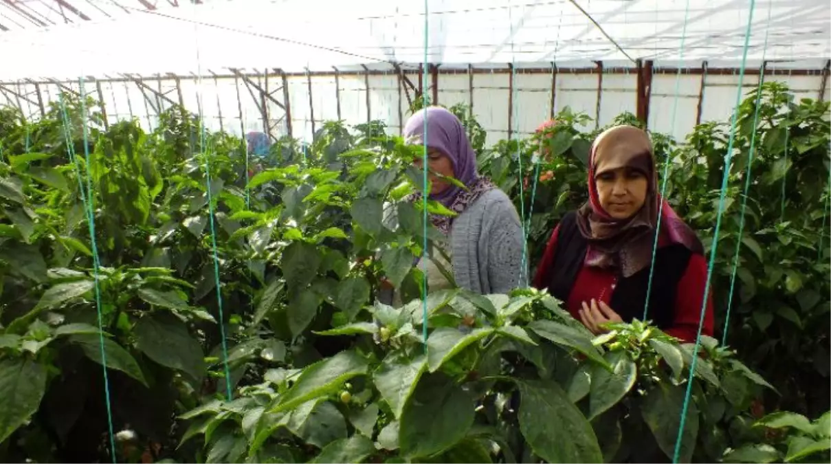 Kadın Çiftçilere Beslenme ve Gıda İçin Biyoçeşitlilik Projesi Anlatıldı