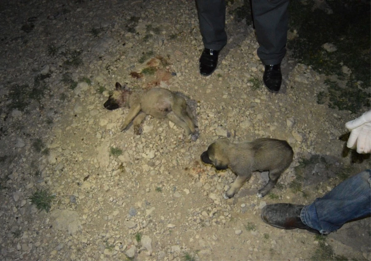 Yavru Köpekler Vahşice Katledildi