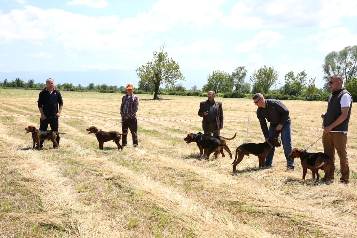 9. Fermalı Av Köpekleri Yarışması Hafta Sonu Yapılacak