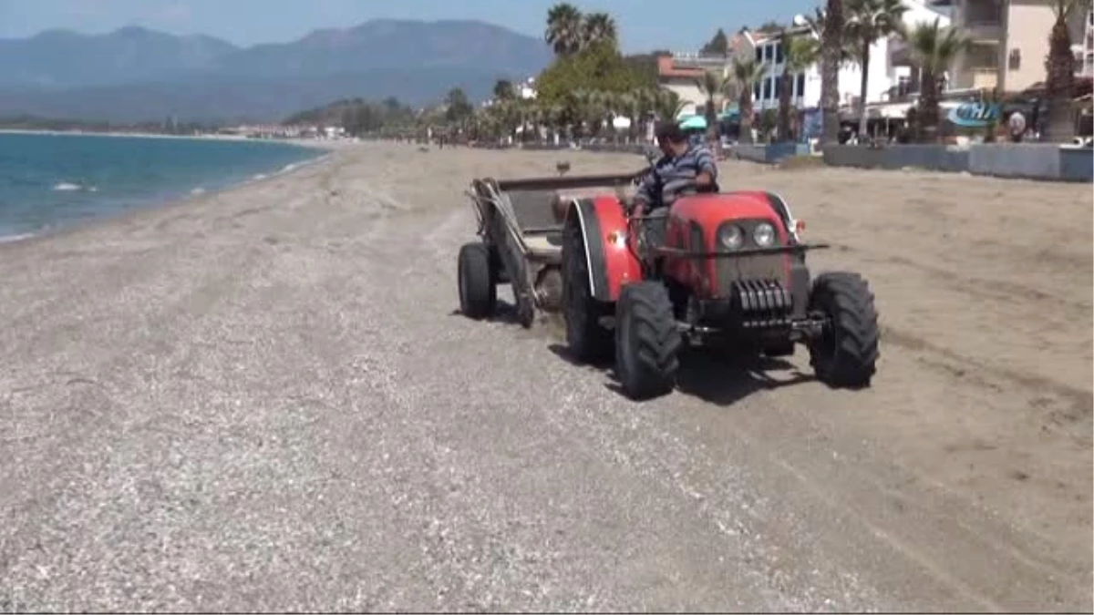Çalış Plajı Kumsalı Traktörle Temizleniyor