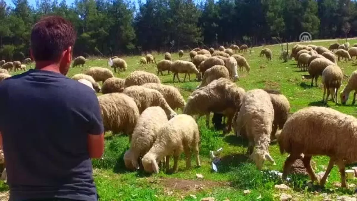 Çukurova\'da Koyun Kırkım Zamanı