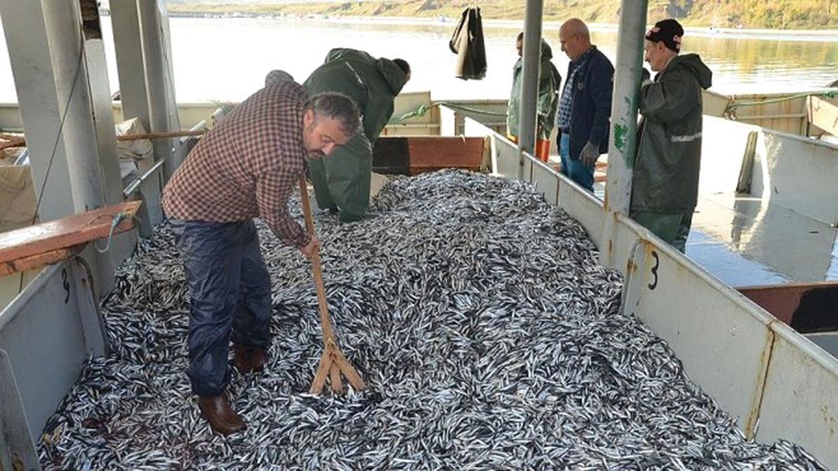 Hamsi İhracatı Azaldı
