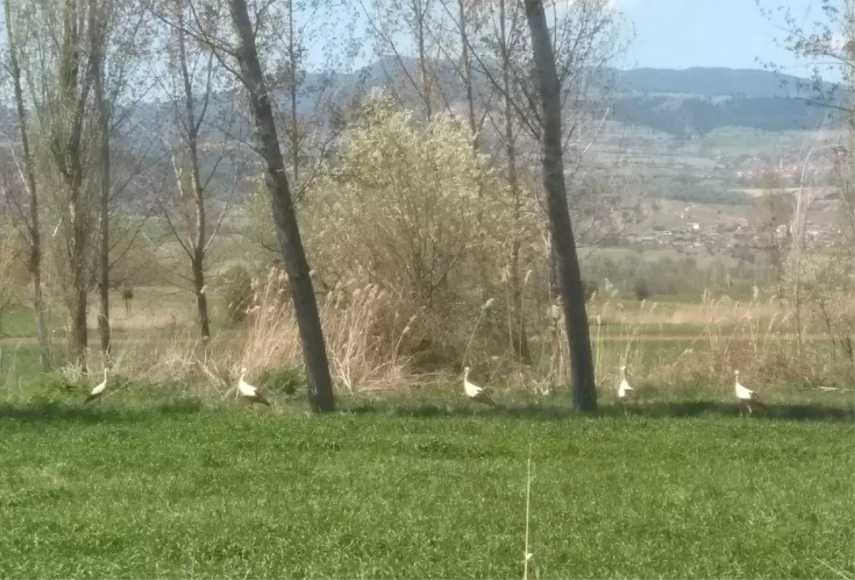 Hisarcık Yıllar Sonra Leylek Gördü