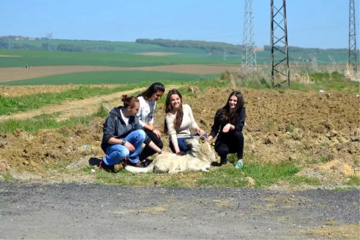 Lise Öğrencileri Harçlıklarıyla Sokak Köpeklerini Doyuruyor