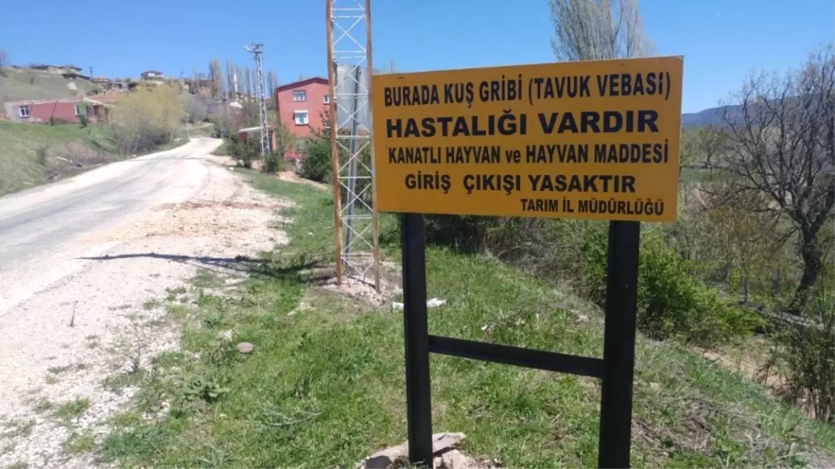 Reşadiye\'de Kuş Gribi İncelemesi