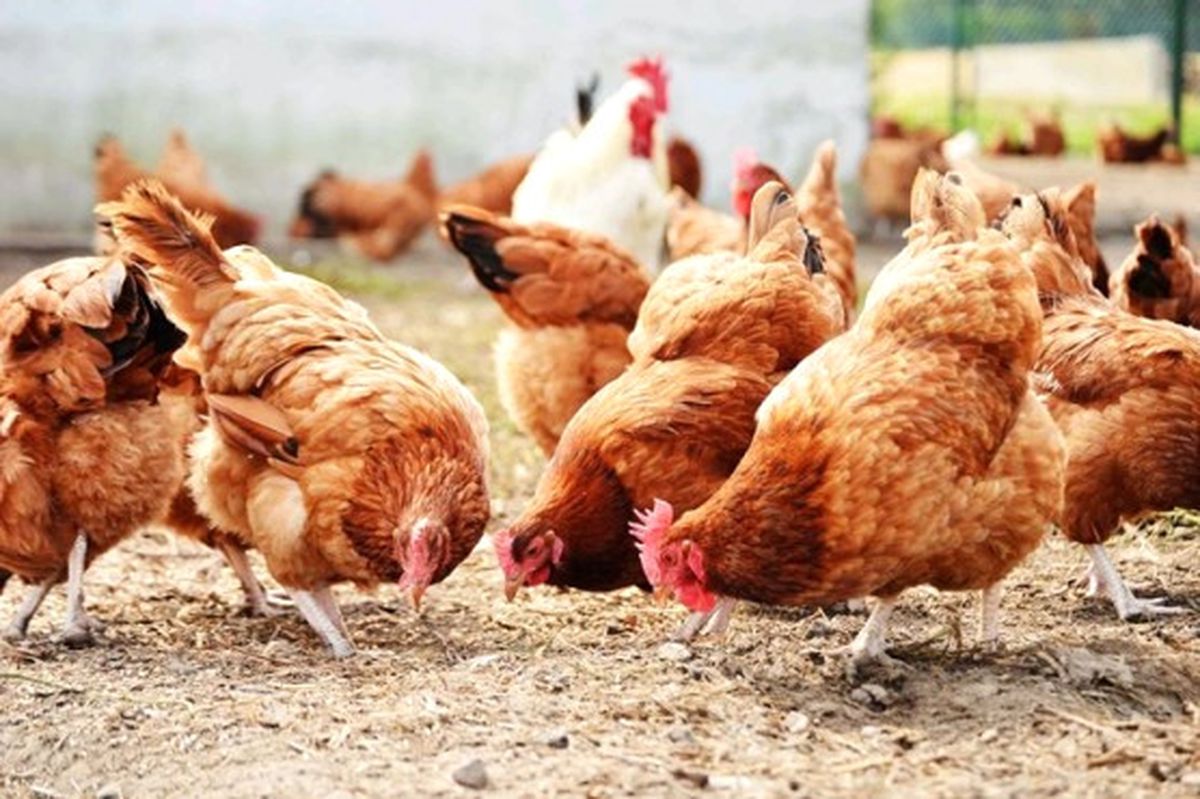 Tokat ve Niğde\'de Kuş Gribi Görüldü