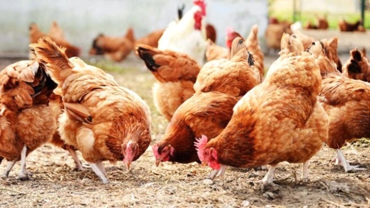 Tokat ve Niğde\'de Kuş Gribi Görüldü