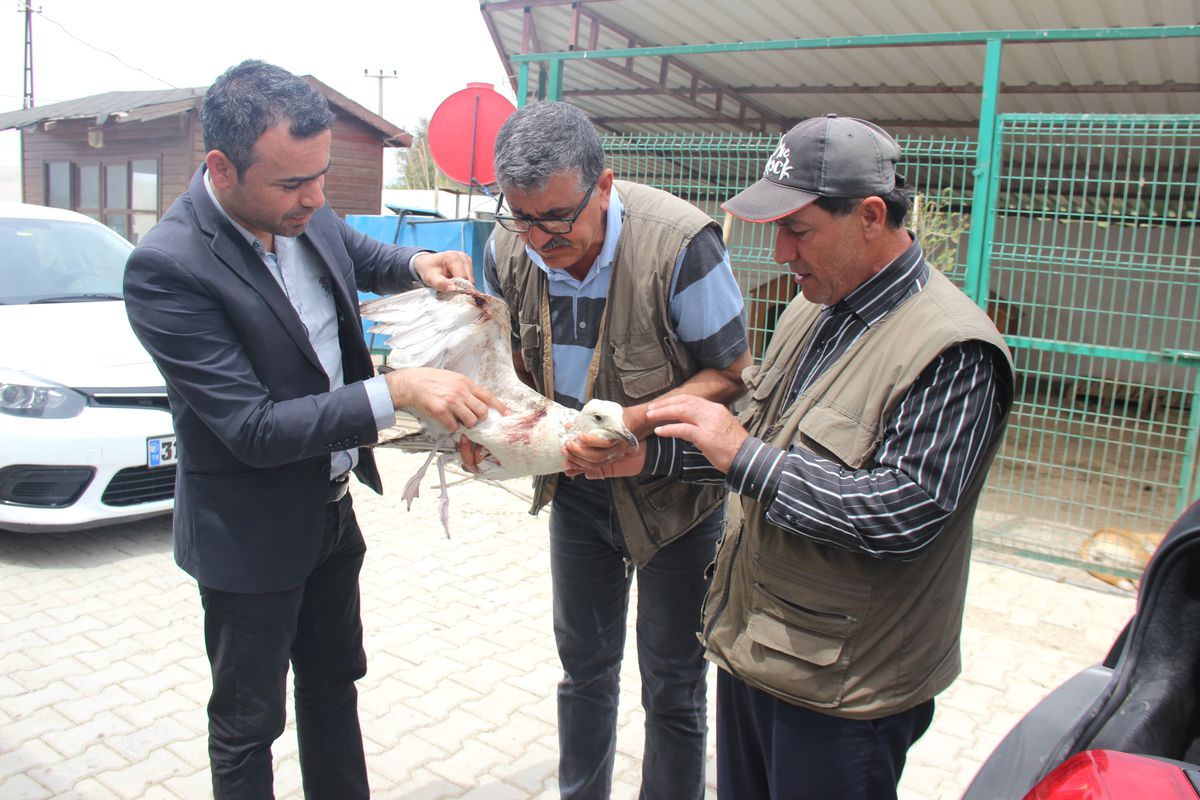 Yaralı Martı\'ya Samandağ Belediyesinden Yardım Eli