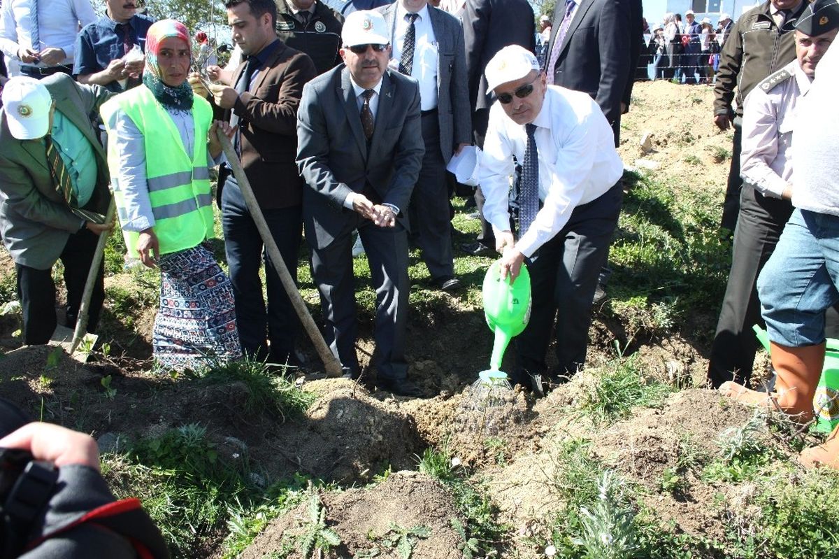 12 Dekarlık Arazide Kyk Ormanı Oluşturuldu