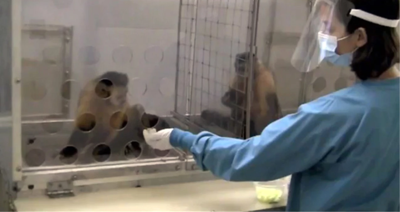 Maymunların Adaletsiz Dağıtıma İsyanı Tıklanma Rekoru Kırıyor