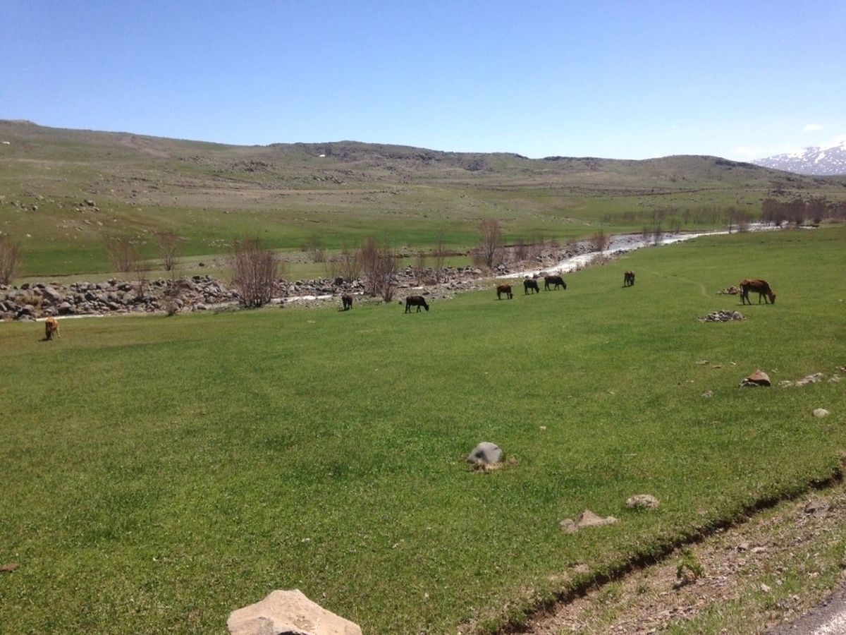 Ağrı\'da Hayvanlar Meralara Çıktı