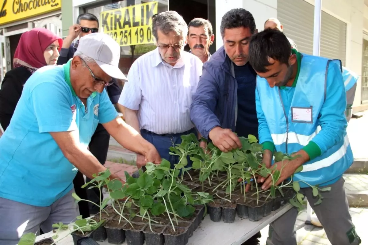 Alanya\'da 10 Bin Adet Su Kabağı Fidesi Ücretsiz Olarak Dağıtıldı