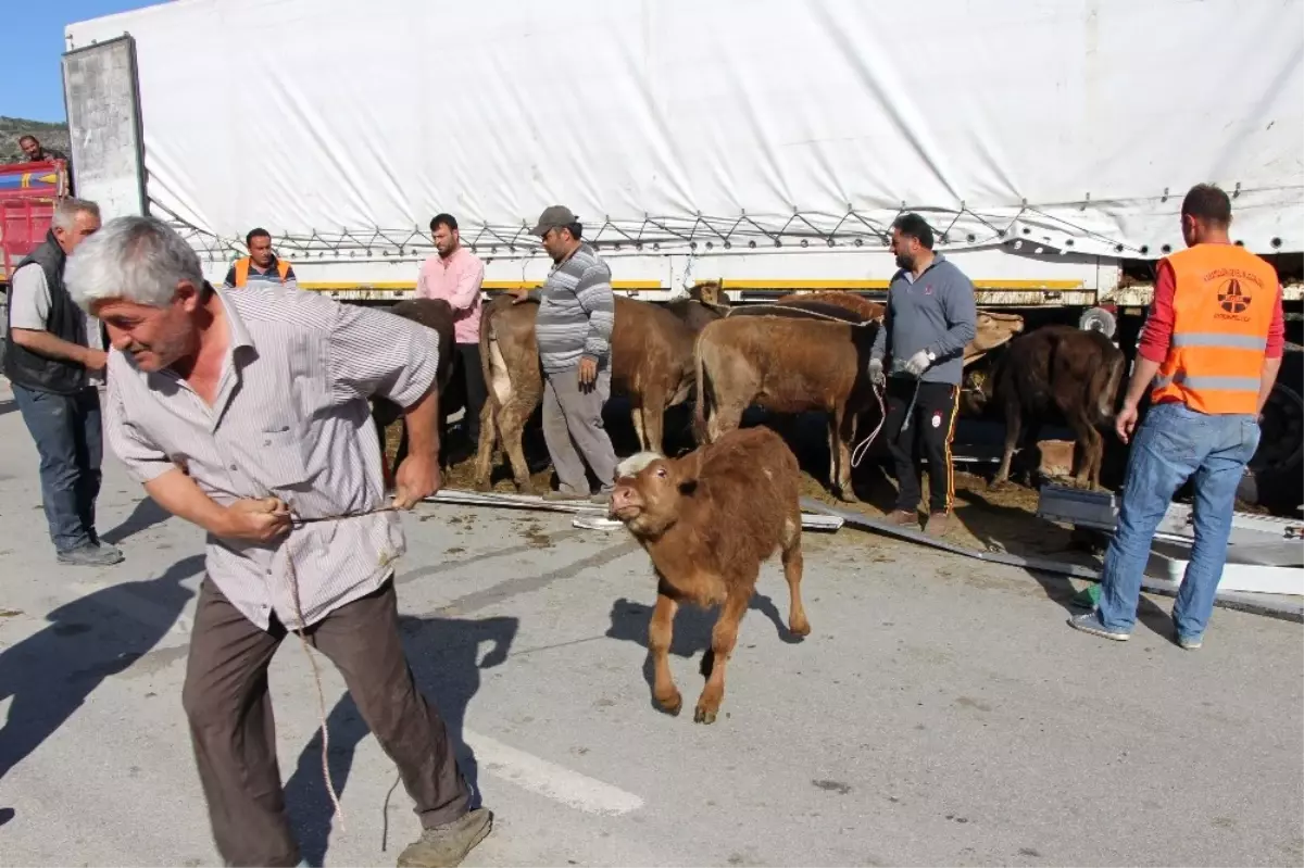 Amasya\'da Çarpışan 2 Tırdaki Hayvanlar Yola Savruldu