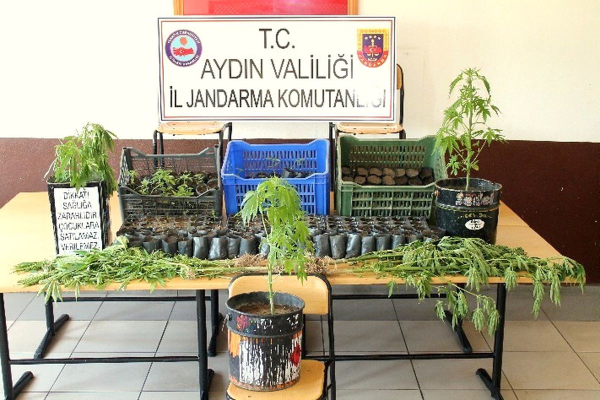Aydın\'da 472 Kök Hint Keneviri Ele Geçirildi