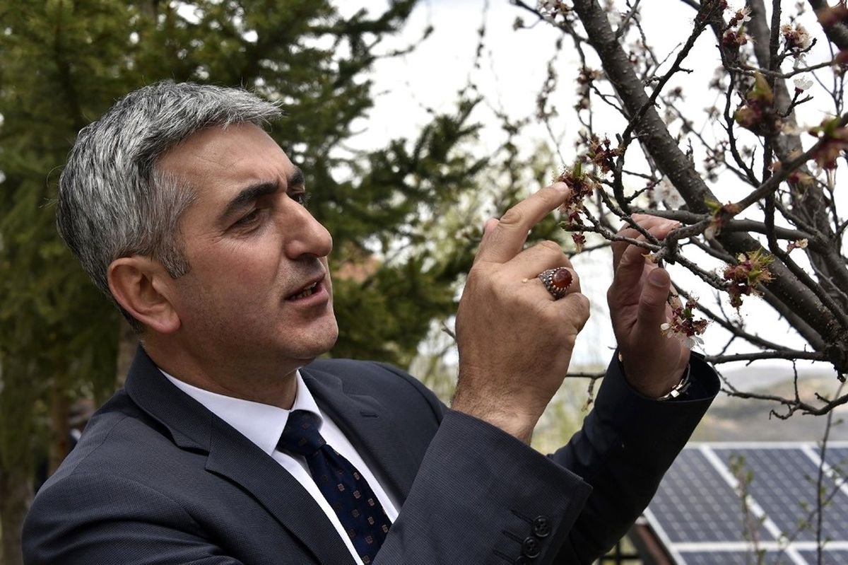 Gümüşhane 7 Yıl Sonra Kayısı Yiyecek