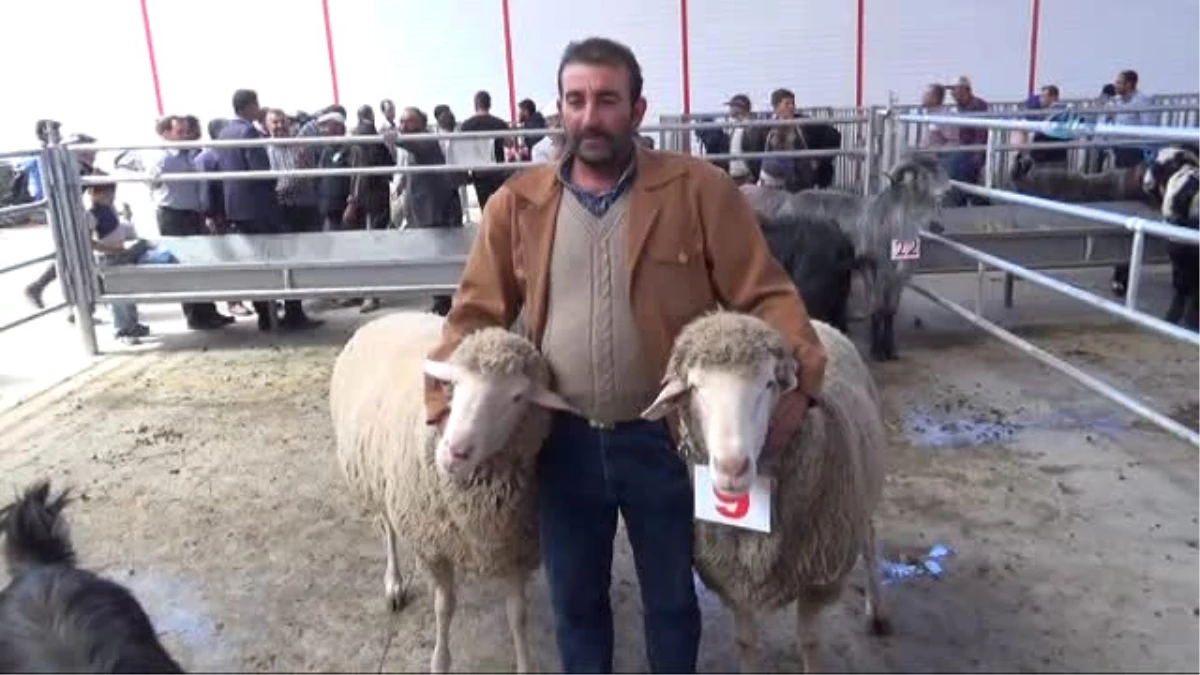 İnatçı Oğlaklar Güzellik Yarışması İçin Podyuma Çıktı