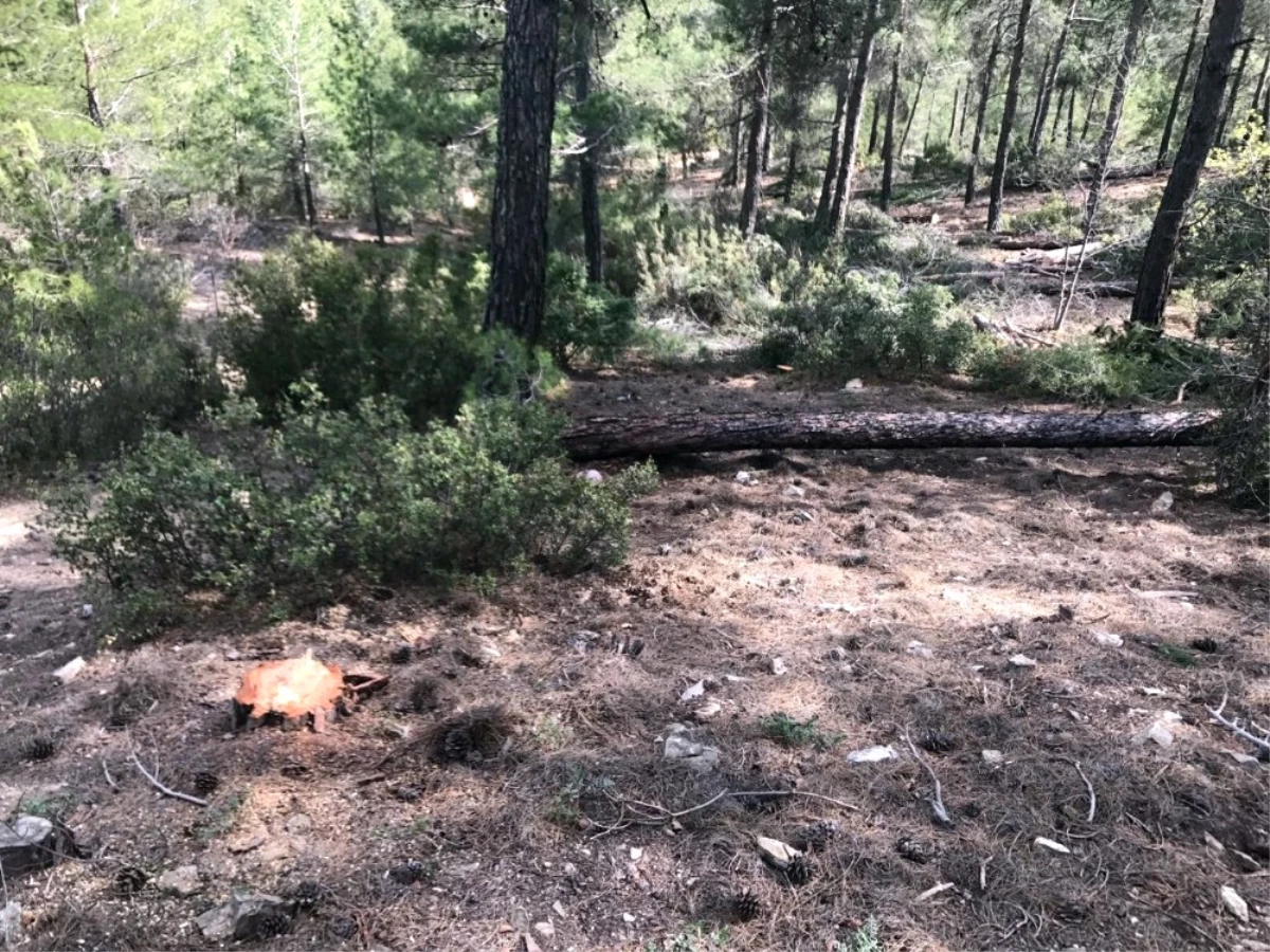 Kestiği Ağacın Altında Kalan Orman İşçisi Öldü