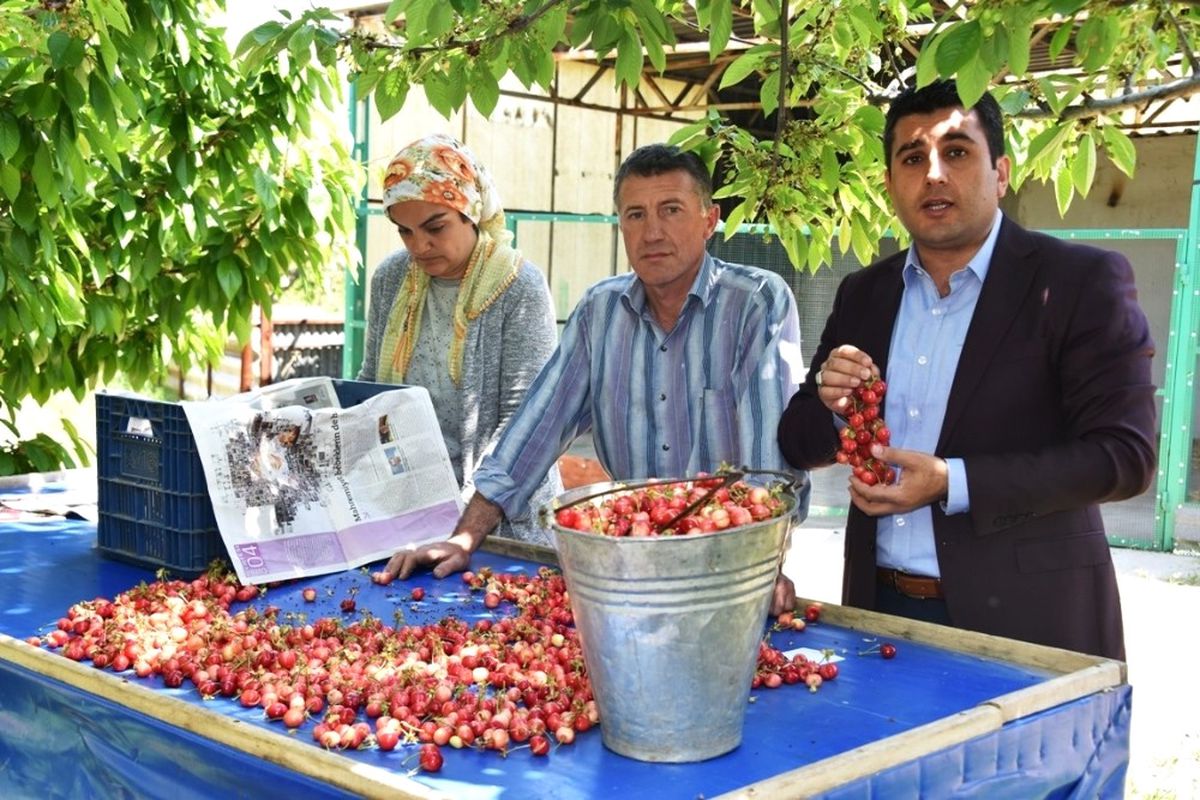 Kirazın Anavatanı Kemalpaşa\'da İlk Hasat Yapıldı