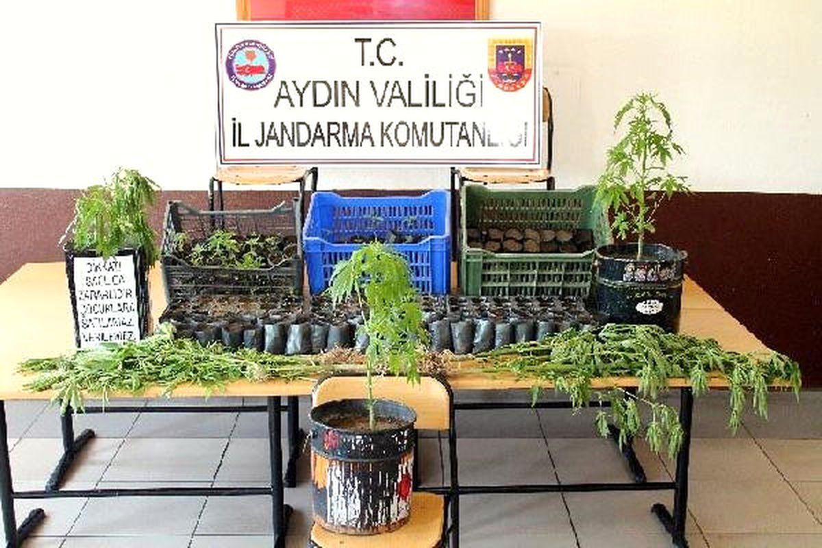 Serada 472 Kök Hintkeneviri Ele Geçirildi