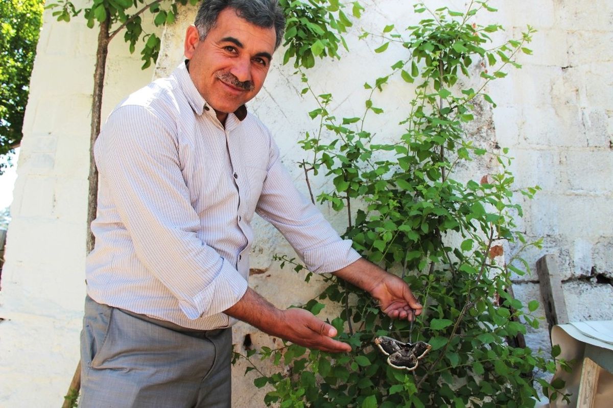 Aydın\'da Dev Kelebek Şaşırttı