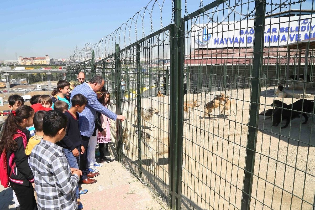 Bağcılar\'da Sokak Hayvanlarına Özel Bakım