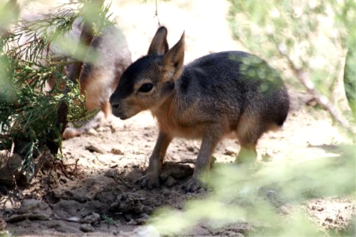 İzmir Doğal Yaşam Parkı\'nın Yeni Patagonya Tavşanı Konukları; Çıtır ve Kıtır