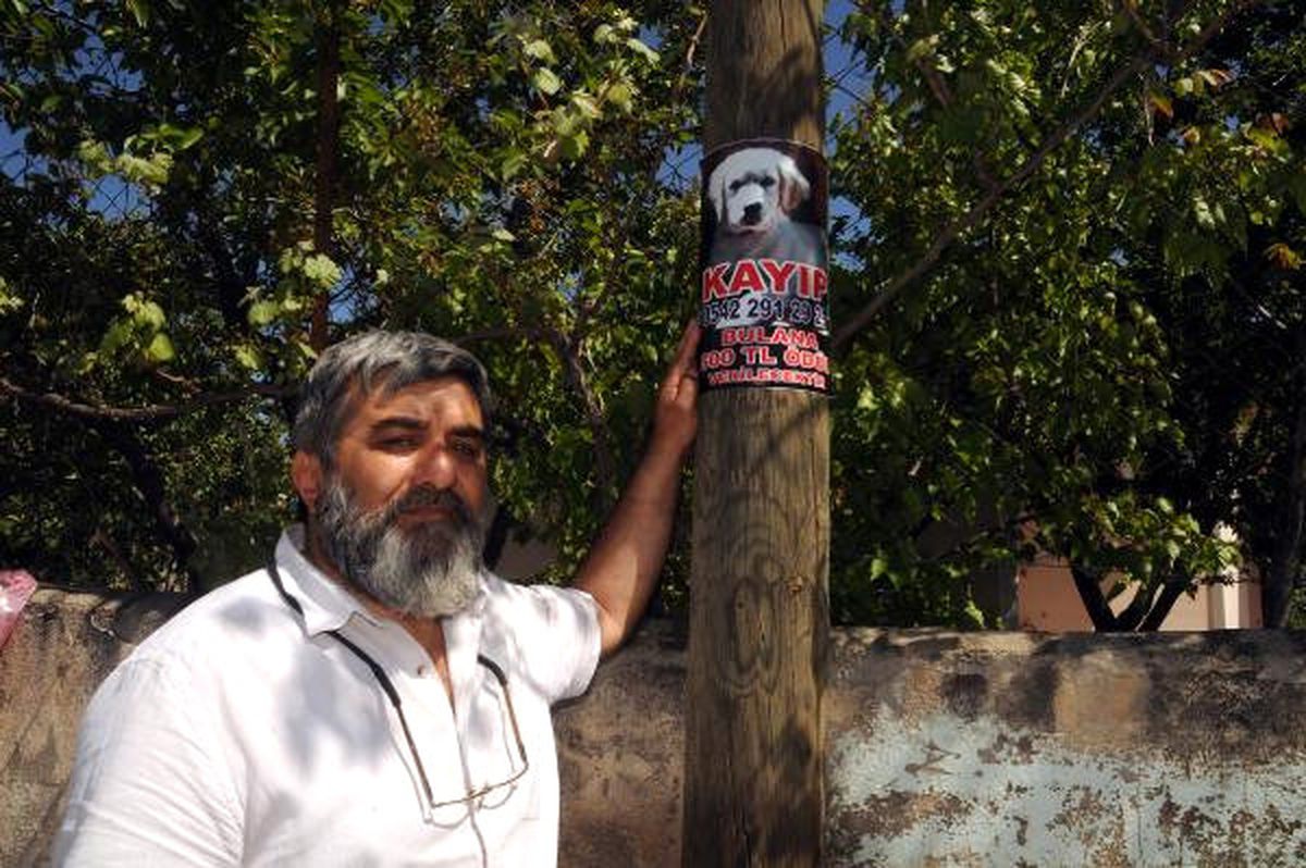Kayıp Köpeğini Afişle Arıyor