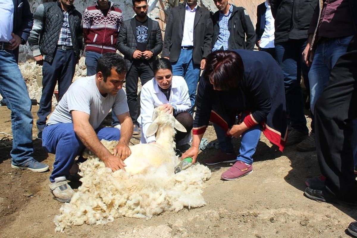 Malatya\'da Koyun Kırkım Kursu
