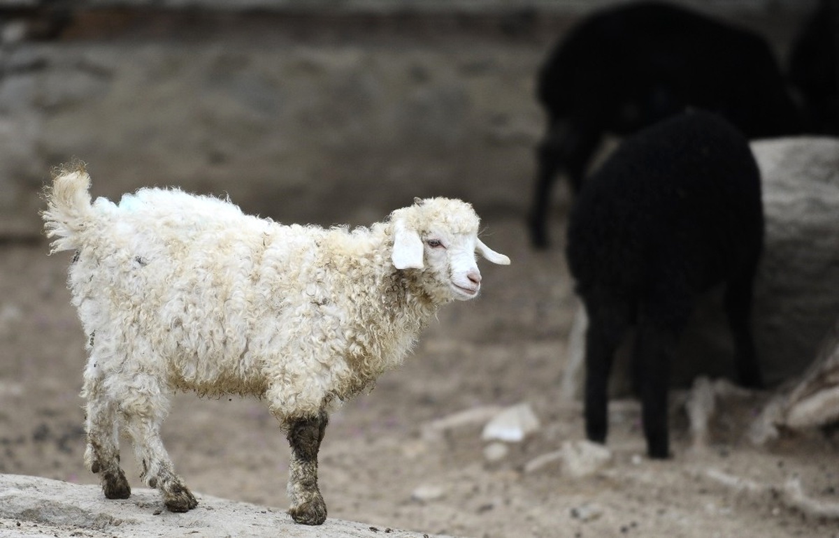 Türk Köyündeki Nadir Koyun ve Keçiler Bahara Hazırlandı