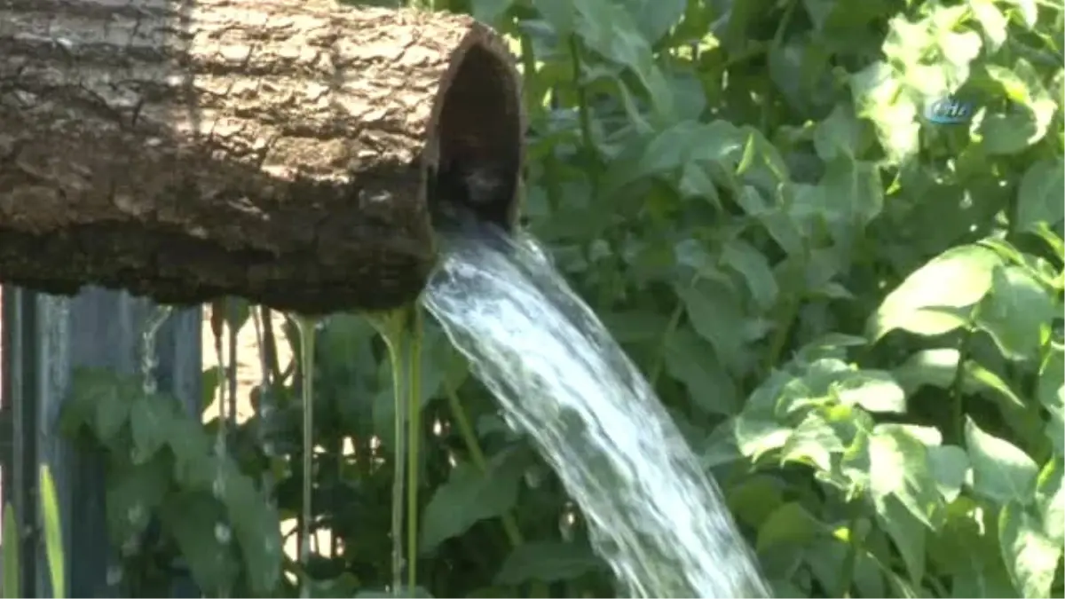 Sağlıklı Gelecek İçin Tohumlar Nilüfer\'de El Değiştirdi