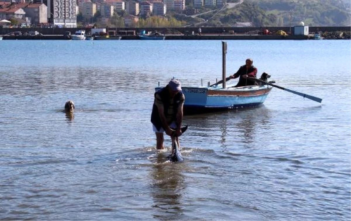 Silahla Vurulan Yunuslar Bulunamadı, Balıkçılar Serbest Kaldı