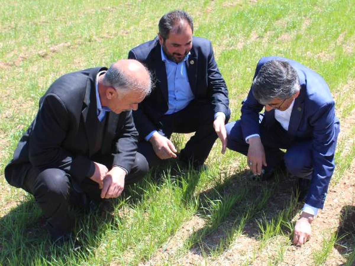 Sivas\'ta Geçen Yılki Kuraklık, Buğdayı Olumsuz Etkiledi