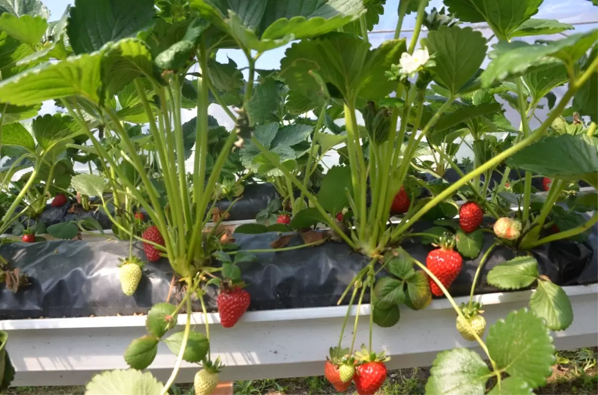 Bu Çilekler Topraksız Yetişiyor