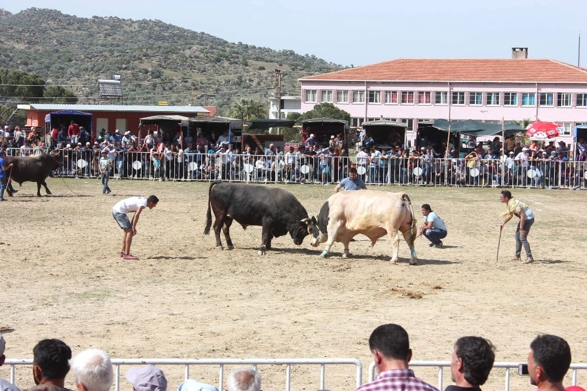 Ege\'de Boğalar Arenaya İndi